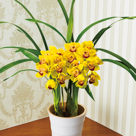 早）テーブルシンビジューム