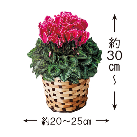 シクラメン　ハリオスレッドレブル