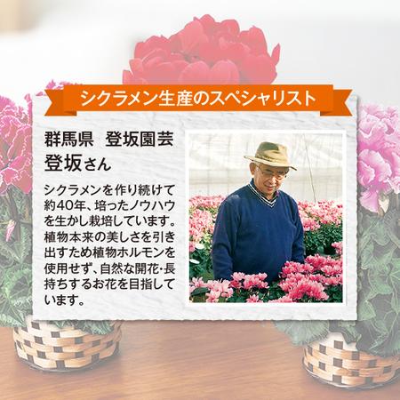 シクラメン　ハリオスレッドレブル