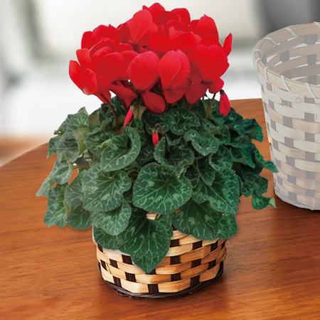 早）シクラメン　ハリオスレッドレブル