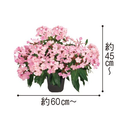 早）におい桜「ルクリア舞」カスケード仕立