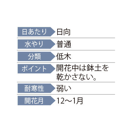 早）におい桜「ルクリア舞」カスケード仕立