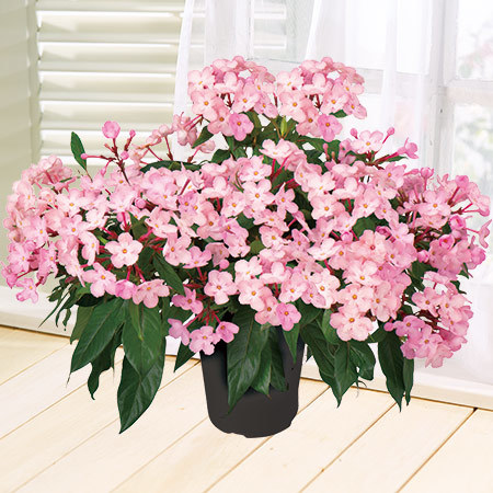 早）におい桜「ルクリア舞」カスケード仕立