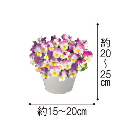 プレミアムビオラ　ＤＪ　ローズピンク