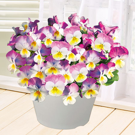 プレミアムビオラ　ＤＪ　ローズピンク