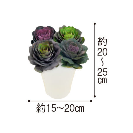 早）ブランド葉牡丹２色寄せ植え