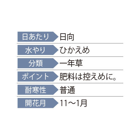早）ブランド葉牡丹２色寄せ植え