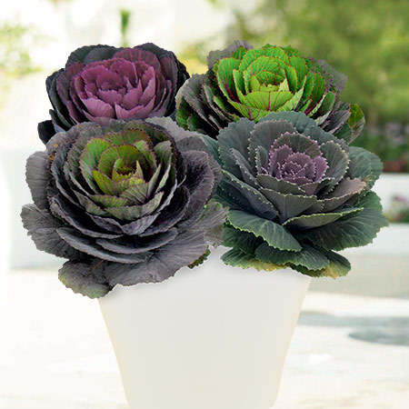 早）ブランド葉牡丹２色寄せ植え