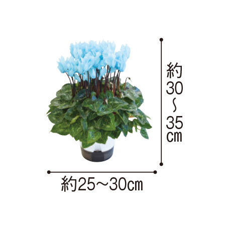 早）空色ミニシクラメン