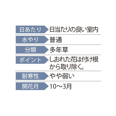 早）空色ミニシクラメン