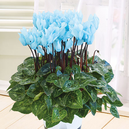 早）空色ミニシクラメン