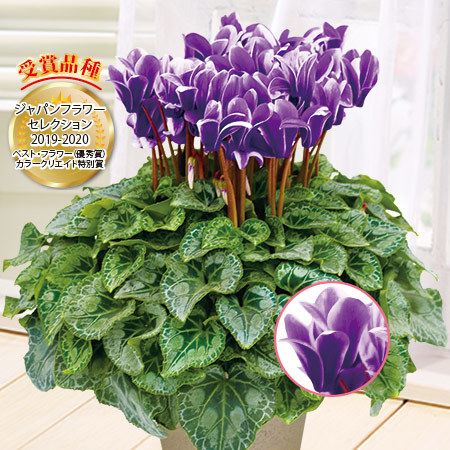 早）プレミアムシクラメン「胡蝶」 - 食品通販のベルーナグルメ【公式】