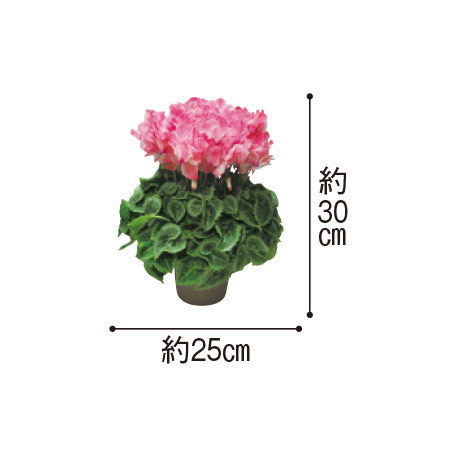 早）シクラメン「ミルキーガール」 - 食品通販のベルーナグルメ【公式】