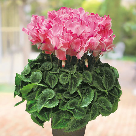 早）シクラメン「ミルキーガール」 - 食品通販のベルーナグルメ【公式】