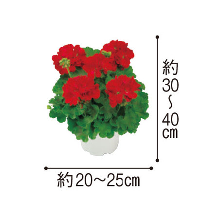 ゼラニウム「カリオペ　ダークレッド」３月下旬より順次お届け