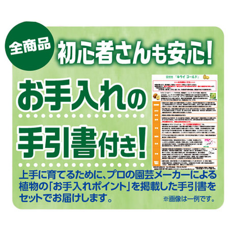 ゼラニウム「カリオペ　ダークレッド」３月下旬より順次お届け