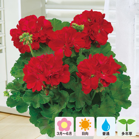 ゼラニウム「カリオペ　ダークレッド」３月下旬より順次お届け