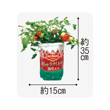 ≪早期割引★５５０円引き≫デルモンテ　めちゃラク！（Ｒ）トマト栽培セット　６月上旬より順次お届け