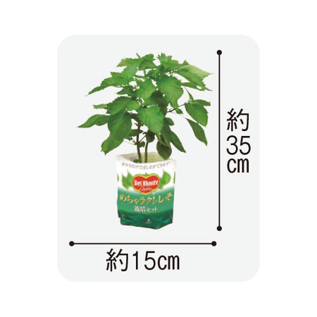 デルモンテ　めちゃラク！（Ｒ）栽培３点セット　６月上旬より順次お届け