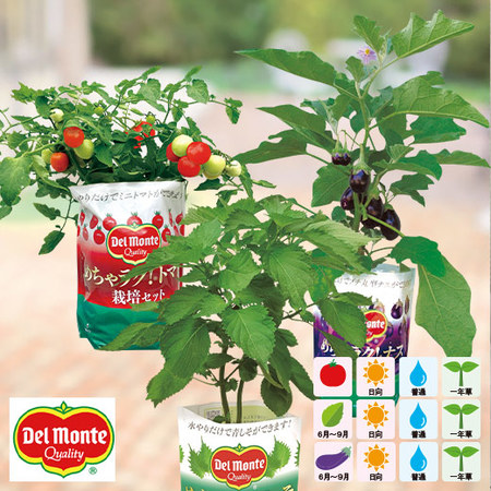 デルモンテ　めちゃラク！（Ｒ）栽培３点セット　６月上旬より順次お届け