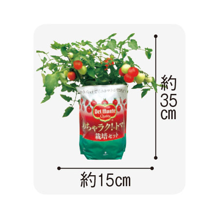 ≪早期割引★１，６５０円引き≫デルモンテめちゃラク！（Ｒ）栽培３点セット６月上旬より順次お届け