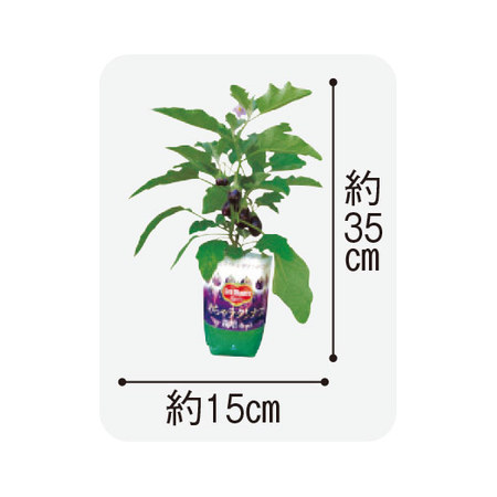 ≪早期割引★１，６５０円引き≫デルモンテめちゃラク！（Ｒ）栽培３点セット６月上旬より順次お届け