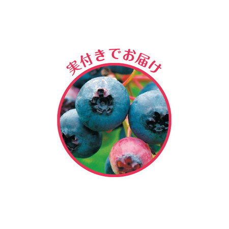実付きブルーベリー　５月中旬より順次お届け