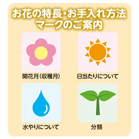 実付きブルーベリー　５月中旬より順次お届け