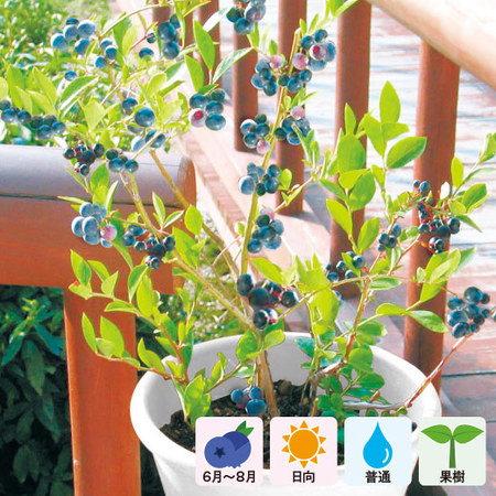 実付きブルーベリー　５月中旬より順次お届け