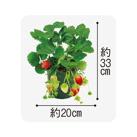 実付きイチゴ　３月下旬より順次お届け