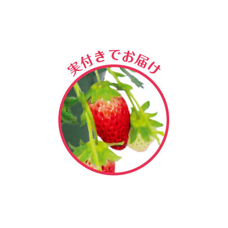 実付きイチゴ　３月下旬より順次お届け