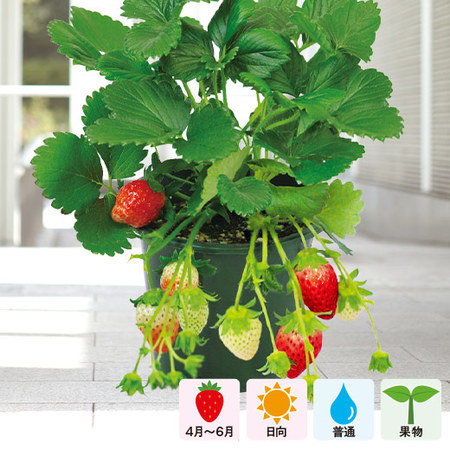 実付きイチゴ　３月下旬より順次お届け