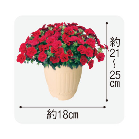 カリブラコア「ティフォシーＷレッド」４月中旬より順次お届け