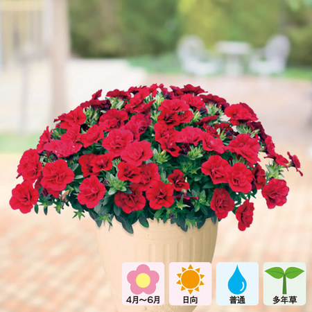 カリブラコア「ティフォシーＷレッド」４月中旬より順次お届け