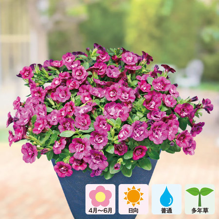 八重咲きカリブラコア「エレガンスＮＯ．０３」４月中旬より順次お届け