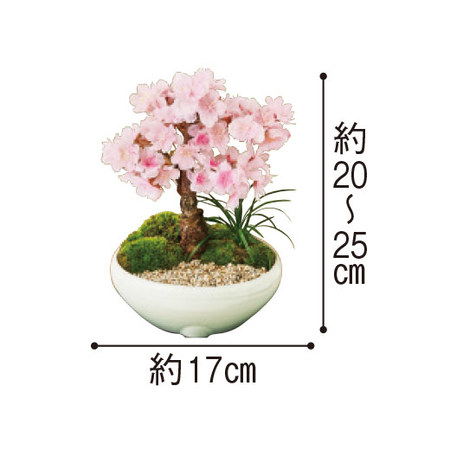 旭山桜盆栽　３月中旬より順次お届け