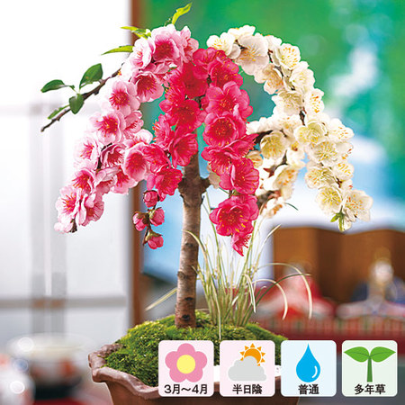 ≪早期割引★１，８７０円引き≫３色花桃盆栽　３月中旬より順次お届け
