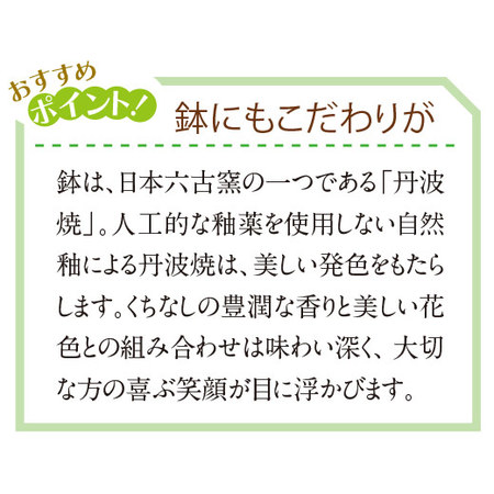 【父の日お届け】香りただようくちなし盆栽