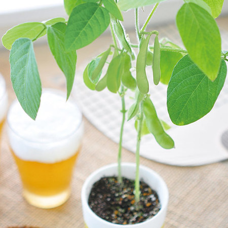 えだ豆とおつまみのセット【父の日お届け】