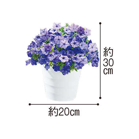 ペチュニア「ブルームーン」５月下旬より順次お届け