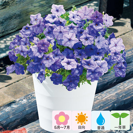 ペチュニア「ブルームーン」５月下旬より順次お届け