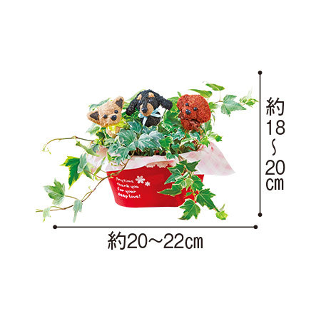 ３匹のワンちゃんとアイビー　５月中旬より順次お届け