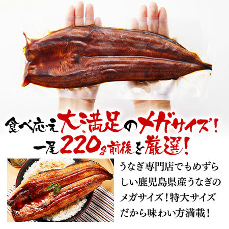 丑の日！メガ！超特大！国産うなぎ蒲焼３尾