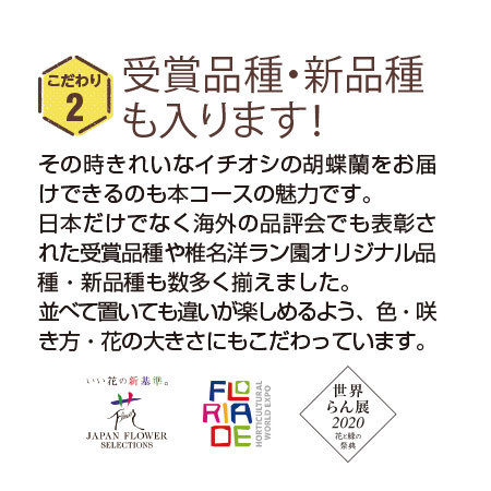 Ｅ椎名洋ラン園「胡蝶蘭の世界」