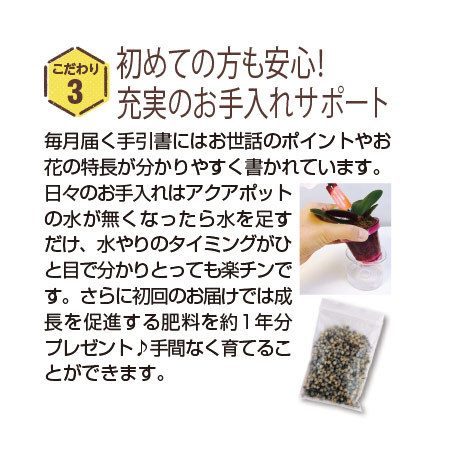 Ｅ椎名洋ラン園「胡蝶蘭の世界」