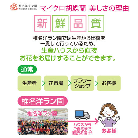 Ｅ椎名洋ラン園「胡蝶蘭の世界」