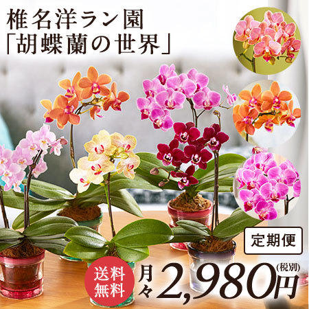 Ｅ椎名洋ラン園「胡蝶蘭の世界」