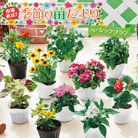 Ｅ苗だよりベーシックプラン　定期コース（継続）