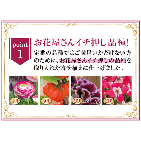 季節ときめく！華麗なる寄せ植え便