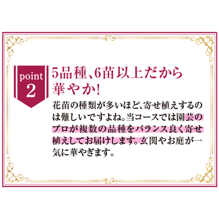 季節ときめく！華麗なる寄せ植え便